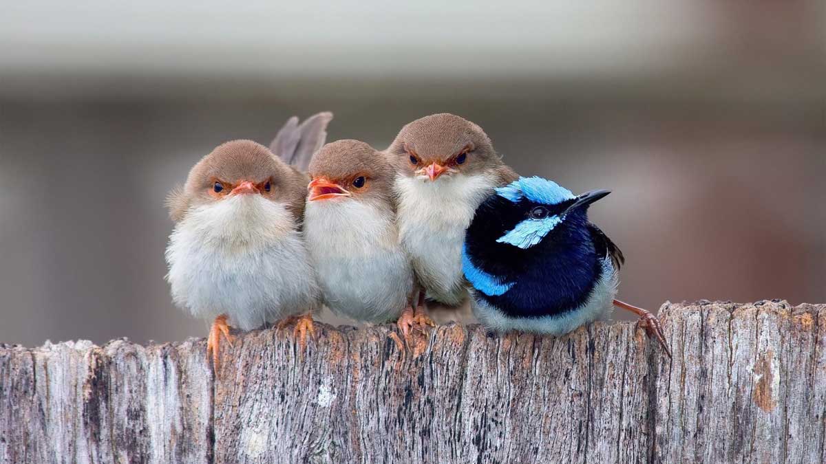 Birds on a fence